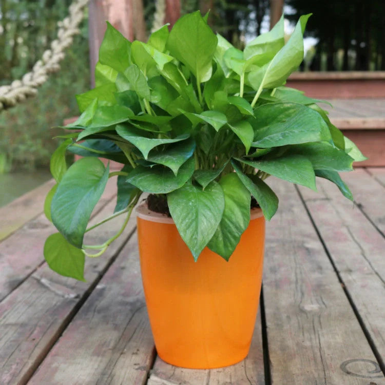 Strongwell Nordic Hydroponics Flower Pot in various colours and sizes with automatic watering feature