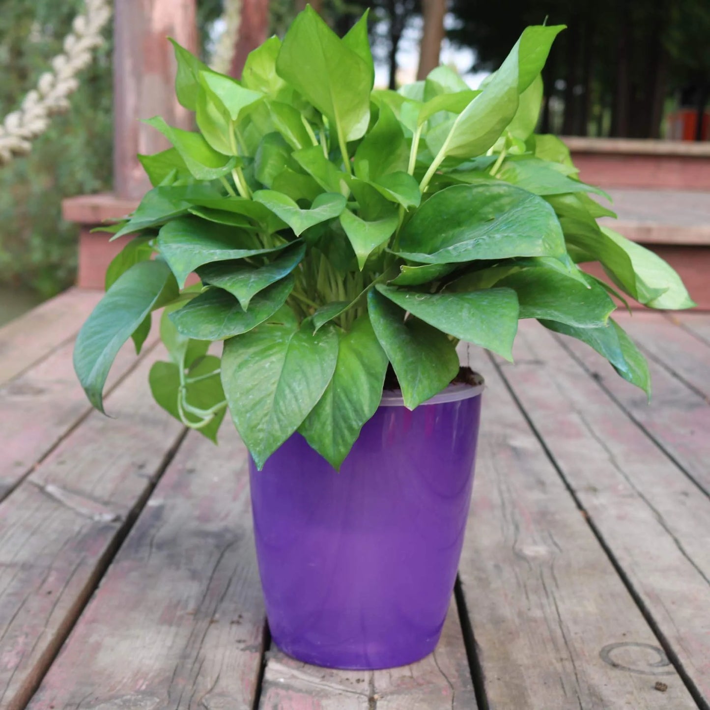 Strongwell Nordic Hydroponics Flower Pot in various colours and sizes with automatic watering feature