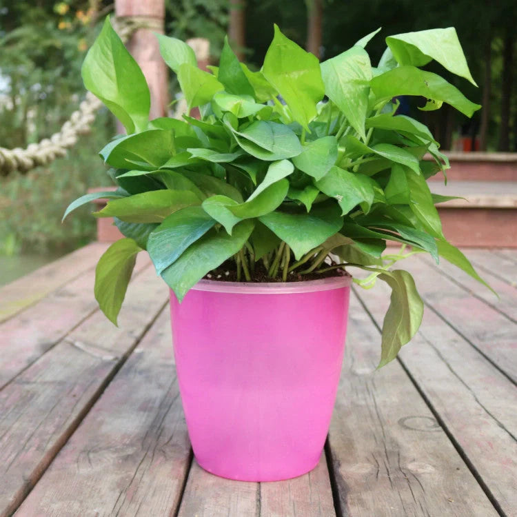 Strongwell Nordic Hydroponics Flower Pot in various colours and sizes with automatic watering feature