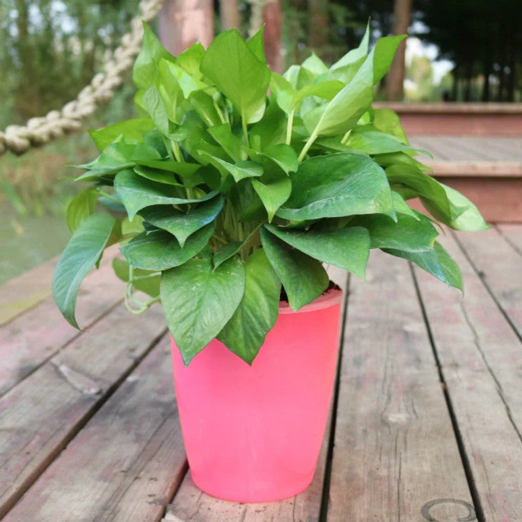 Strongwell Nordic Hydroponics Flower Pot in various colours and sizes with automatic watering feature