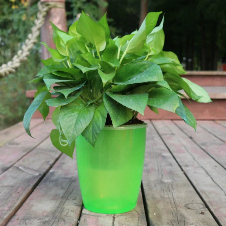 Strongwell Nordic Hydroponics Flower Pot in various colours and sizes with automatic watering feature