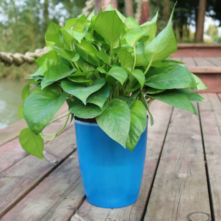 Strongwell Nordic Hydroponics Flower Pot in various colours and sizes with automatic watering feature