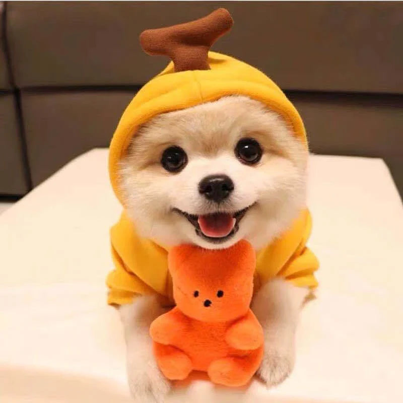 Adorable fruit-themed dog hoodies in a variety of sizes for small breeds, providing cozy and stylish winter warmth