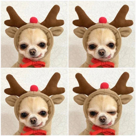 Adorable fruit-themed dog hoodies in a variety of sizes for small breeds, providing cozy and stylish winter warmth
