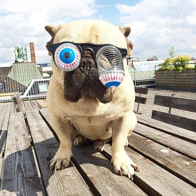 Stylish pet glasses with round lenses, ultra-thin alloy frames, and vibrant colours to dress up your furry friend.