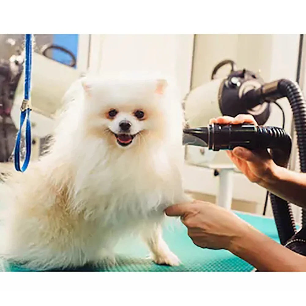 A high-powered, quiet pet hair dryer in various colors, designed for fast and efficient drying of dogs and cats.