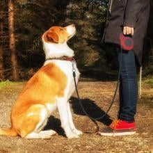 Automatic telescopic pet leash with one-handed braking and locking system, made of eco-friendly materials for safe and convenient pet walking