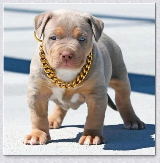 Thick gold chain dog collar with a stylish and durable design, perfect for adding a touch of urban sophistication to your pet's look.