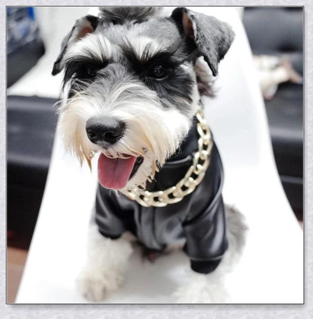 Thick gold chain dog collar with a stylish and durable design, perfect for adding a touch of urban sophistication to your pet's look.