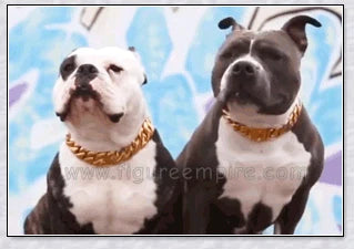 Thick gold chain dog collar with a stylish and durable design, perfect for adding a touch of urban sophistication to your pet's look.