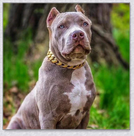 Thick gold chain dog collar with a stylish and durable design, perfect for adding a touch of urban sophistication to your pet's look.