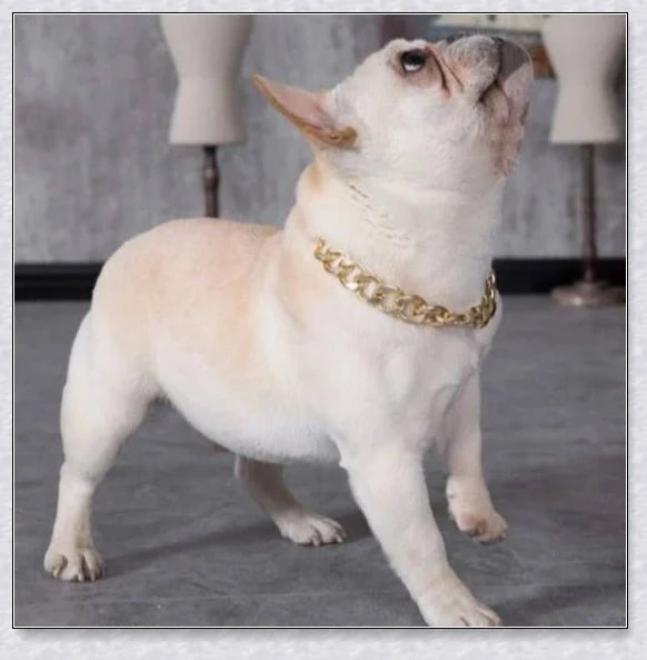 Thick gold chain dog collar with a stylish and durable design, perfect for adding a touch of urban sophistication to your pet's look.