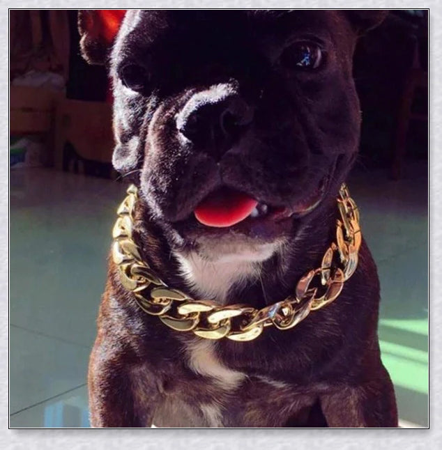 Thick gold chain dog collar with a stylish and durable design, perfect for adding a touch of urban sophistication to your pet's look.