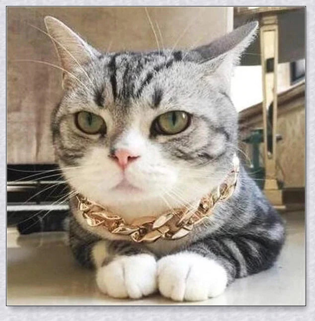 Thick gold chain dog collar with a stylish and durable design, perfect for adding a touch of urban sophistication to your pet's look.