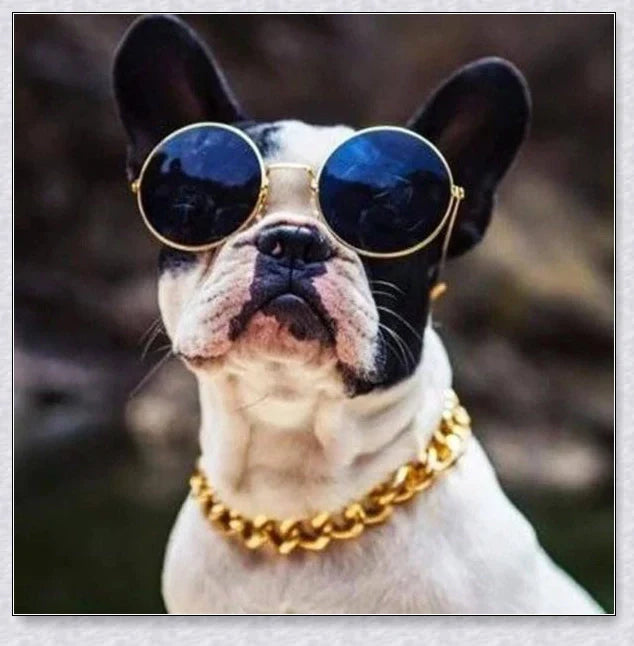Thick gold chain dog collar with a stylish and durable design, perfect for adding a touch of urban sophistication to your pet's look.