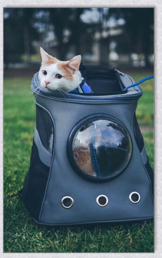 GiftHome UK The Fat Cat Cat Backpack - For Larger Cats