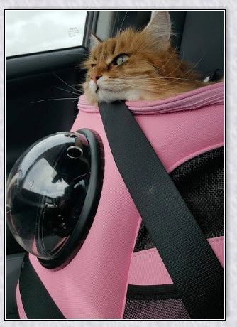 A versatile cat backpack designed to accommodate larger 'big boned' cats, two medium-sized cats, or multiple kittens, with breathable mesh panels and a secure clip and bungee system.