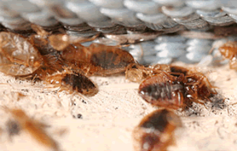 Ultrasonic Bed Bug Killer device with blue LED light, protecting a peaceful sleeping environment