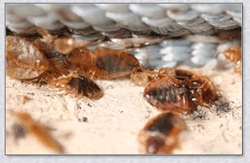Ultrasonic Bed Bug Killer device with blue LED light, protecting a peaceful sleeping environment