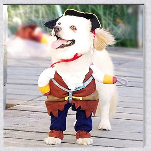 A cat wearing a pirate costume, designed to bring style and comfort to your feline friend during Halloween and other occasions.
