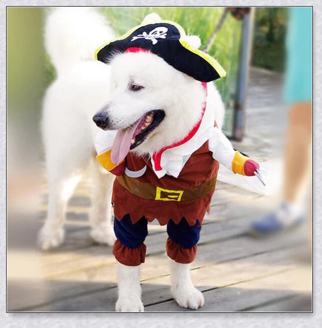 A cat wearing a pirate costume, designed to bring style and comfort to your feline friend during Halloween and other occasions.