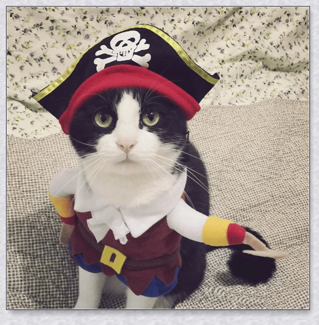 A cat wearing a pirate costume, designed to bring style and comfort to your feline friend during Halloween and other occasions.