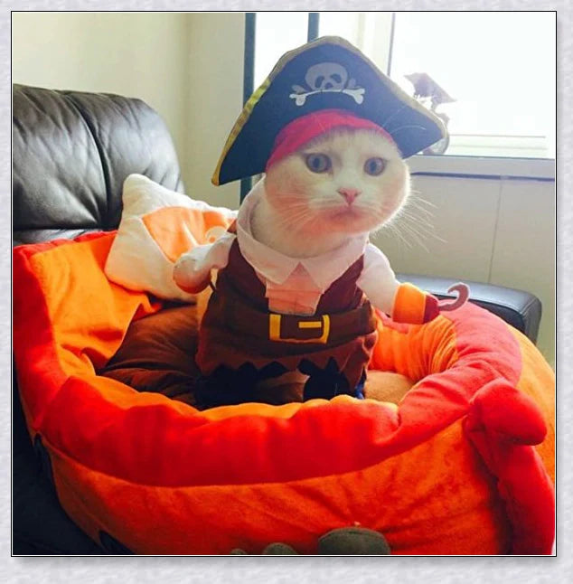 A cat wearing a pirate costume, designed to bring style and comfort to your feline friend during Halloween and other occasions.