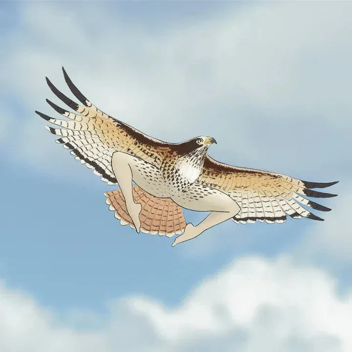 2024 wall calendar with beautiful, realistic illustrations of various bird species
