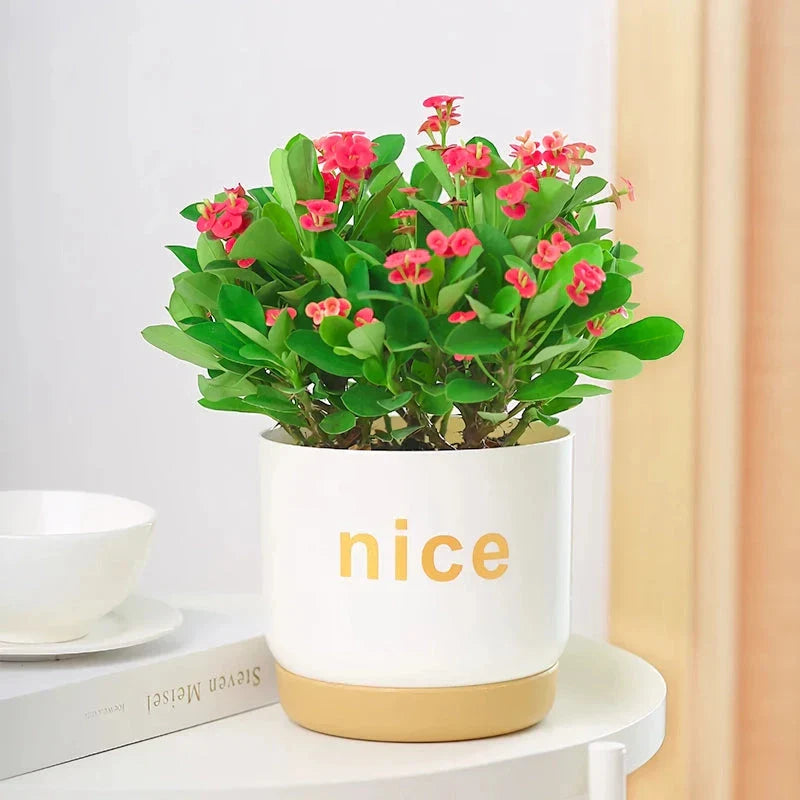 Stylish self-watering planters in various sizes for indoor plants, succulents, and flowers