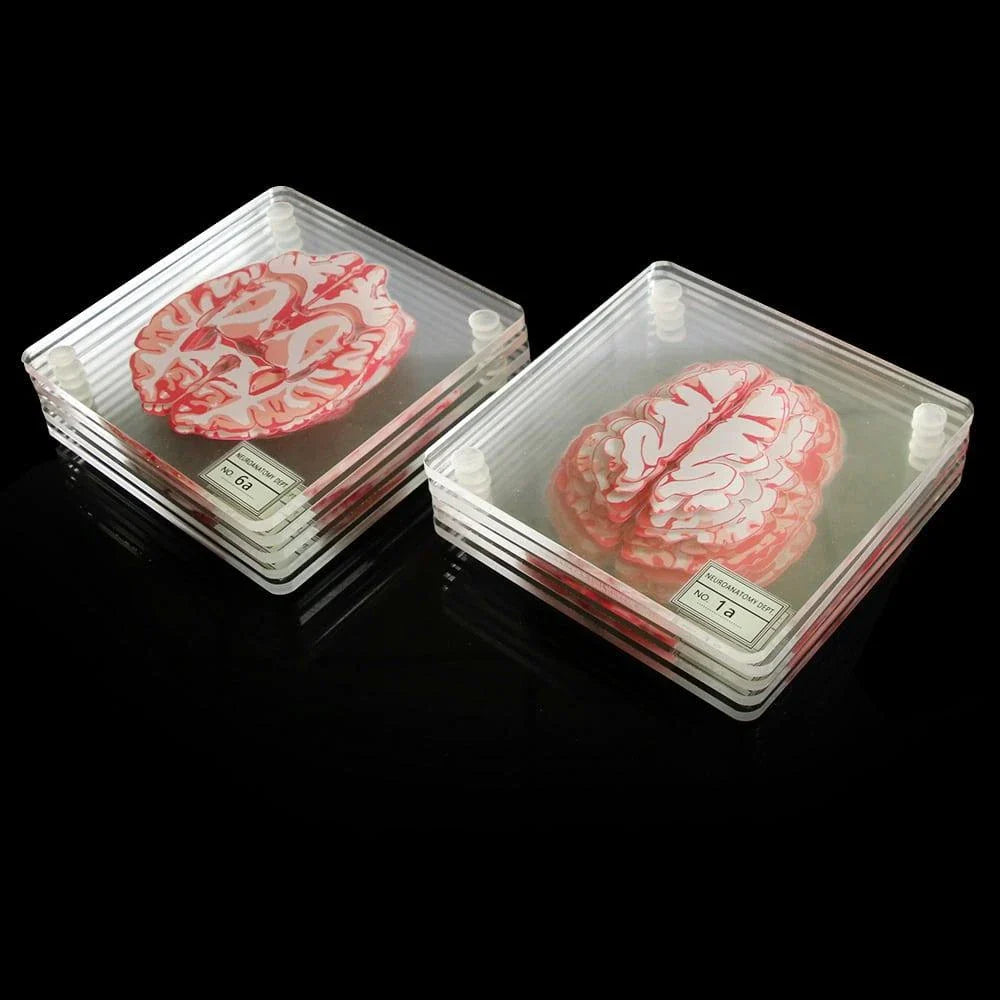 3D Brain Printed Table Coasters with a transparent, captivating design