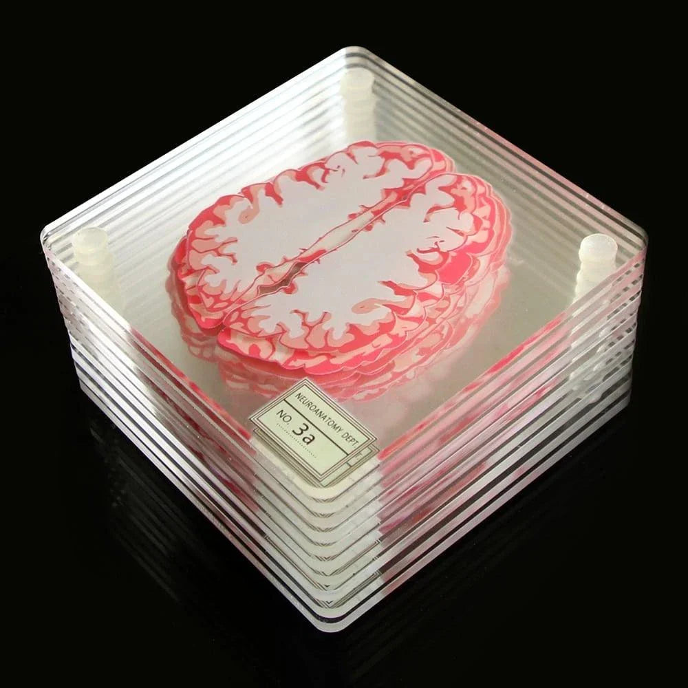 3D Brain Printed Table Coasters with a transparent, captivating design