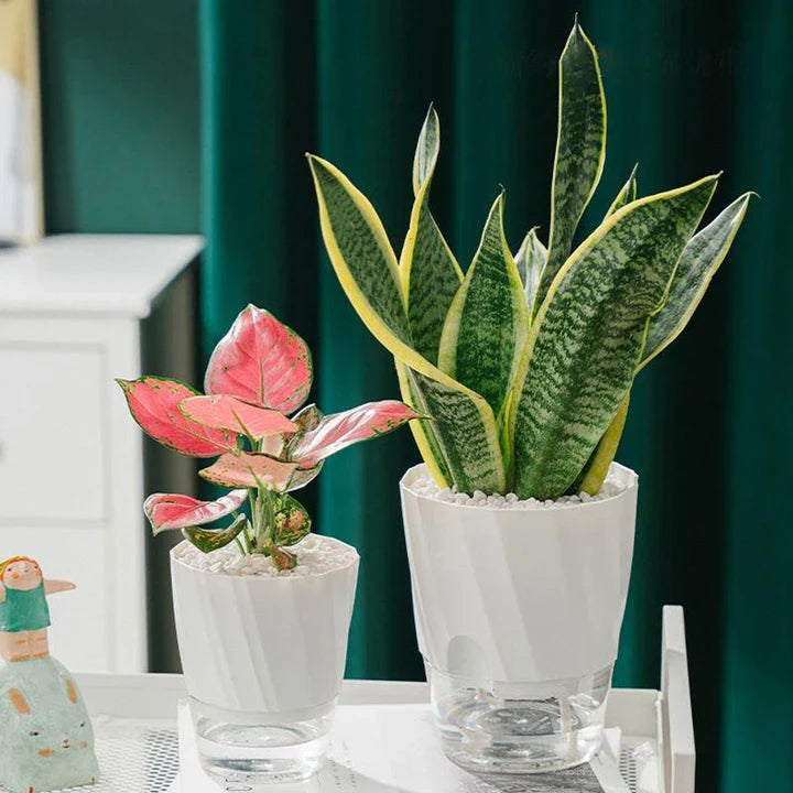Stylish self-watering transparent planter with water level indicator and lush plant growth