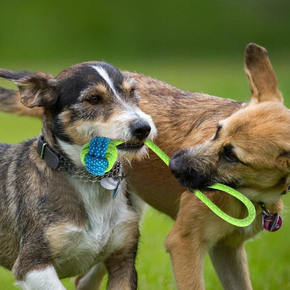 A 7-piece set of premium cotton rope toys for pets, featuring vibrant colours and varied shapes to stimulate your pet's senses