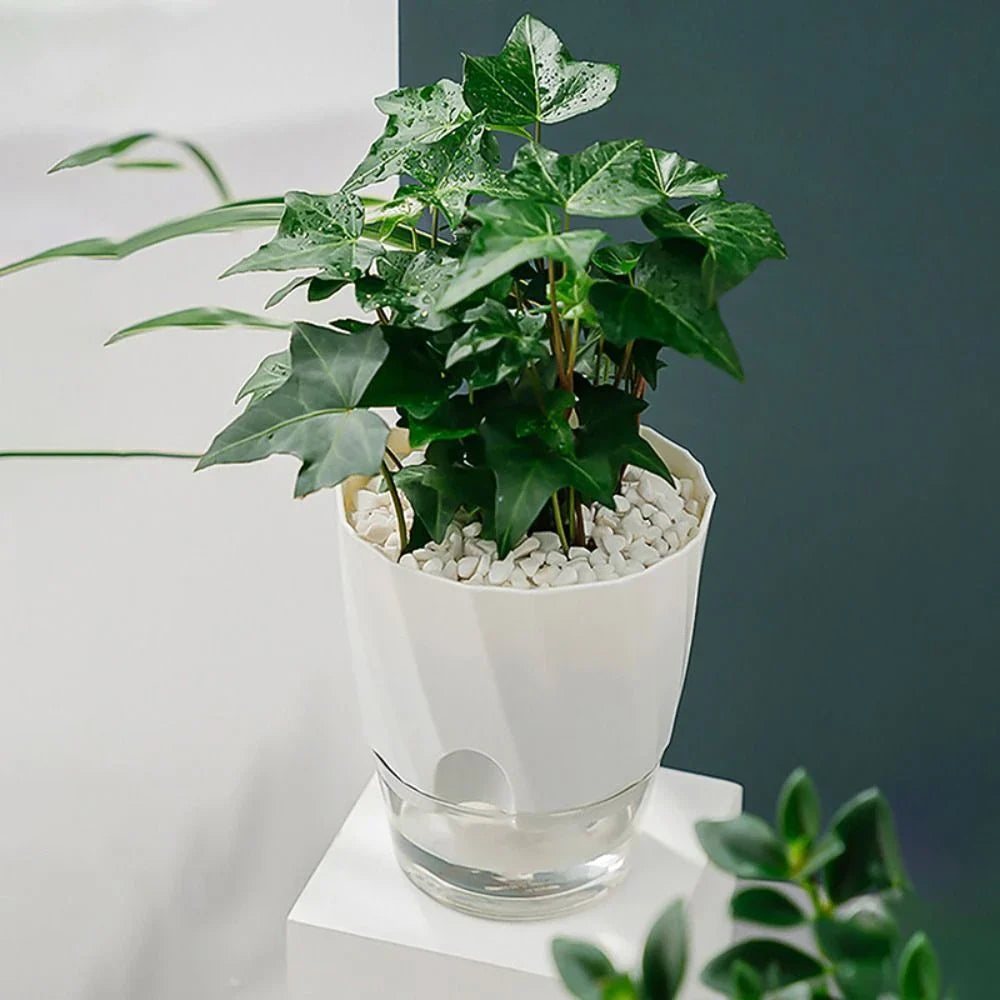 Stylish self-watering transparent planter with water level indicator and lush plant growth