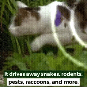 Premium solar-powered snake repellent device with ultrasonic waves for effective pest deterrence in UK gardens