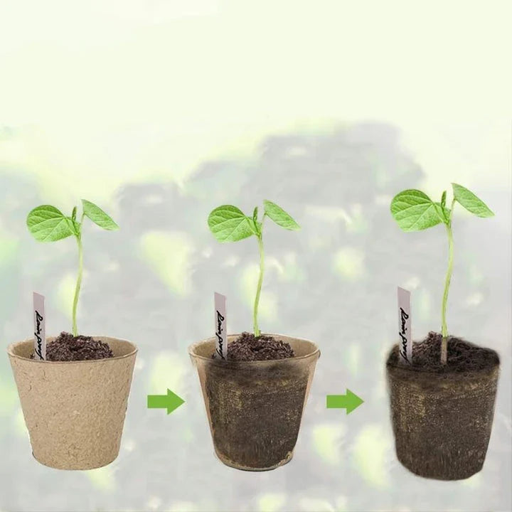 A set of 50 biodegradable paper nursery pots and plant labels for sustainable gardening