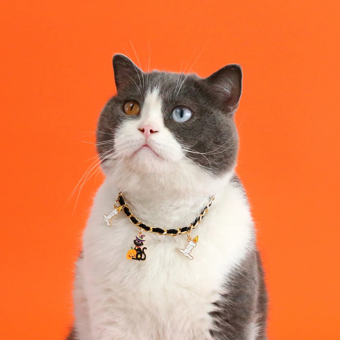A pet collar made of premium velvet with metal bat charms, perfect for Halloween festivities