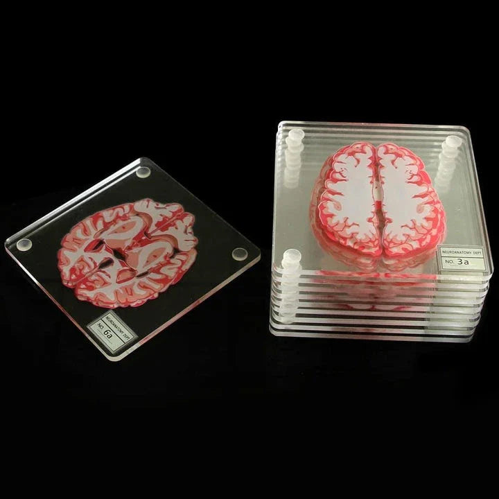 3D Brain Printed Table Coasters with a transparent, captivating design