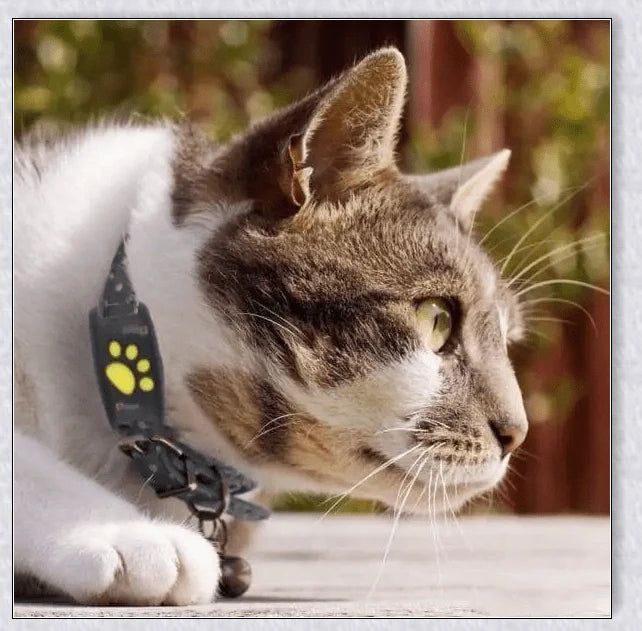 Premium GPS Cat Collar with real-time location tracking, waterproof design, and 'Geofence' safety features to safeguard your cat