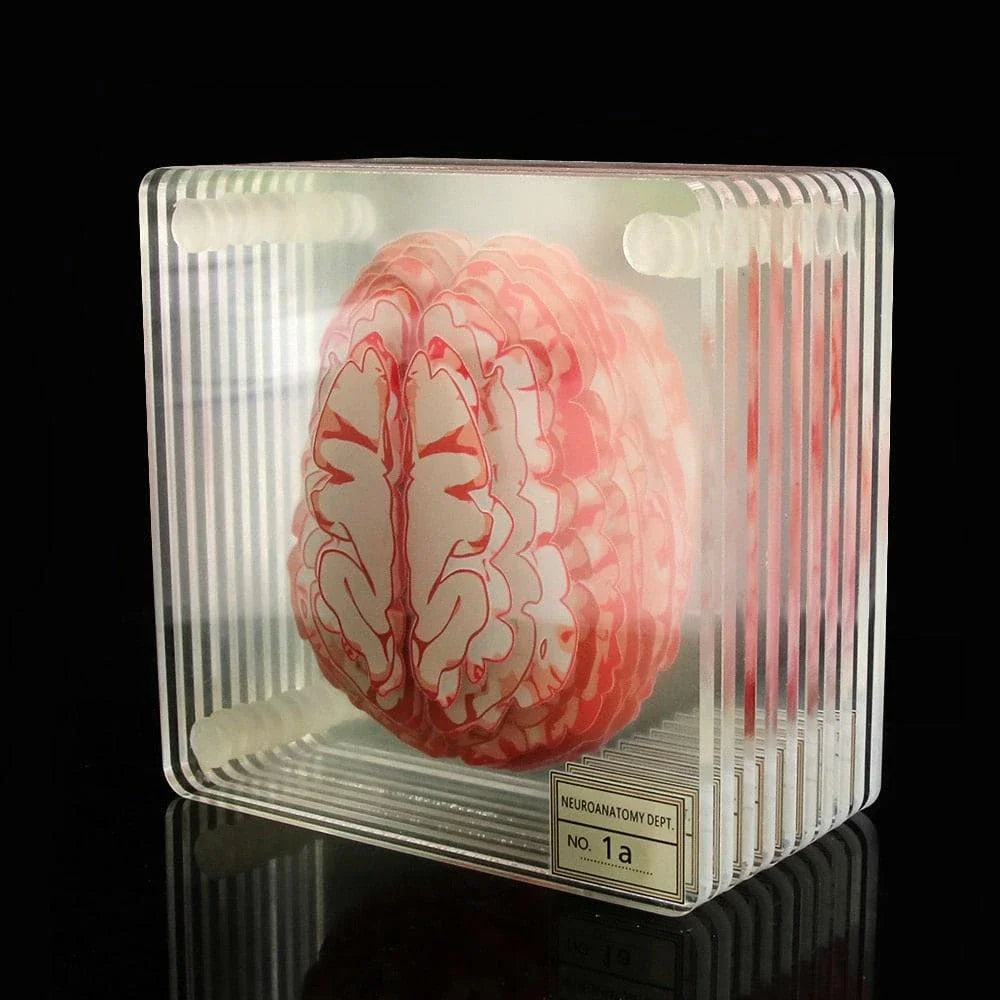 3D Brain Printed Table Coasters with a transparent, captivating design
