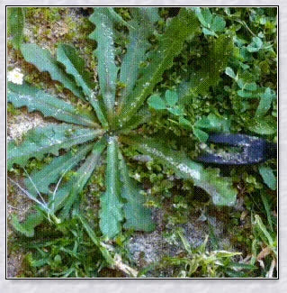 Premium British stainless steel manual weed puller with curved metal base and sharp forks for easy weed removal