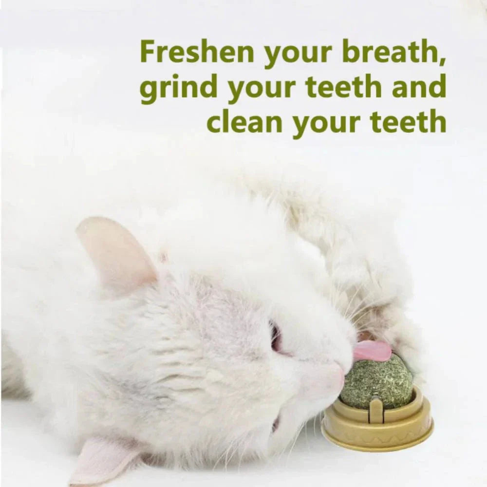 Dental Health Catnip Toy Balls in Blue, Pink, and Green colours for cats - Freshens breath, strengthens teeth, and provides interactive play