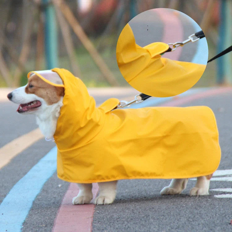 Dog wearing a yellow waterproof raincoat with a transparent brim, adjustable bellyband, and chest straps.