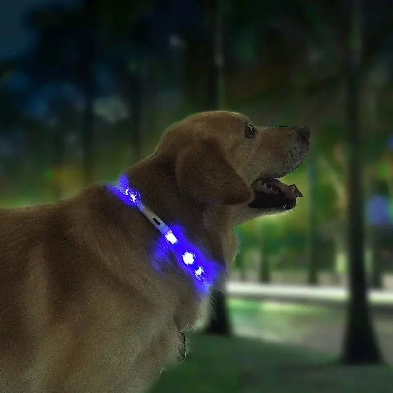 Blue LED pet light collar for dogs with adjustable modes and USB charging