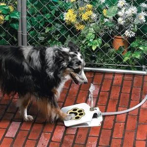 Heavy-duty outdoor dog water fountain with paw-activated water release and durable steel construction