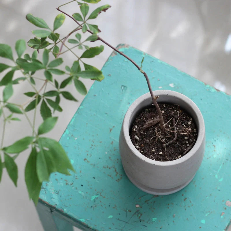 Elegant round cement flower pot with tray for healthy plants