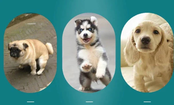 Premium Washable Dog Pee Pads with Repeated Absorption for Potty Training, Senior Dogs, and Accident Protection