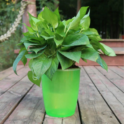 Strongwell Nordic Hydroponics Flower Pot in various colours and sizes with automatic watering feature