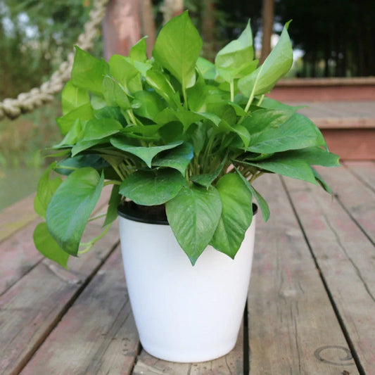 Strongwell Nordic Hydroponics Flower Pot in various colours and sizes with automatic watering feature