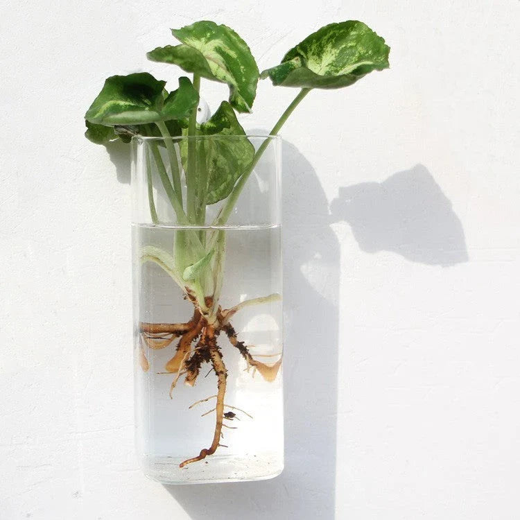 Elegant glass wall hanging flower vase planter terrarium with various shapes and sizes